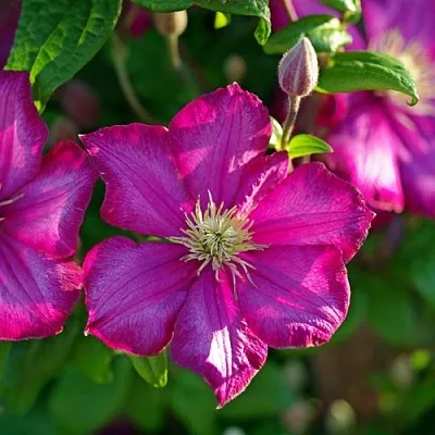 Клематис КАРМЕНСИТА  Клематис КАРМЕНСИТА в Кобрине