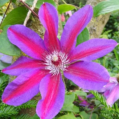 Клематис Акаиши Клематис Акаиши