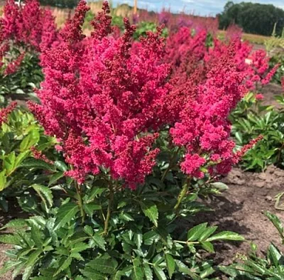 Астильба ЛАКИ ДЕЙ Арендса  Астильба ЛАКИ ДЕЙ Арендса в Кобрине