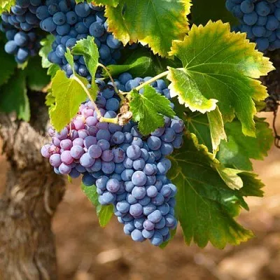 Виноград ЗИЛГА в Кобрине