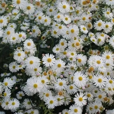 Болтония СНОУБЭНК  Болтония СНОУБЭНК в Кобрине