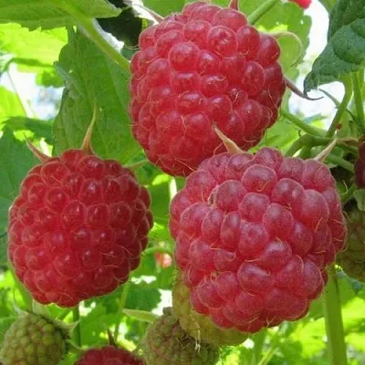 Малина НОВОСТЬ КУЗЬМИНА  Малина НОВОСТЬ КУЗЬМИНА в Кобрине