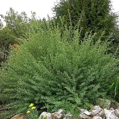 Ива НАНА пурпурная в Кобрине