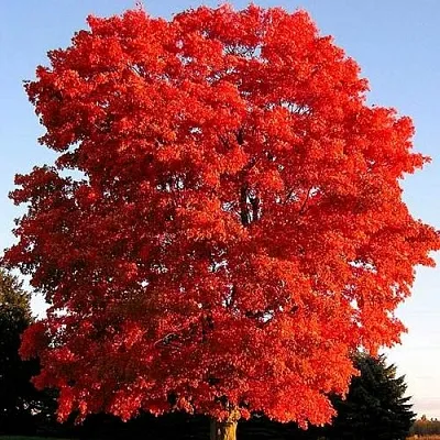 Дуб красный в Кобрине