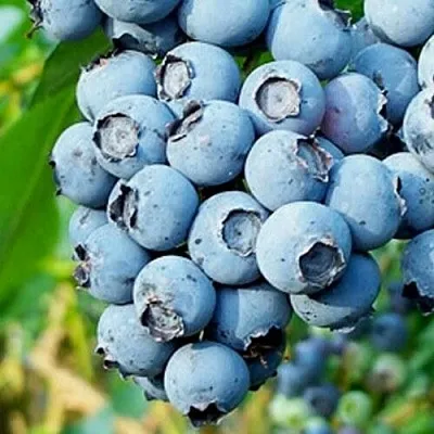 Голубика БРИГИТТА БЛЮ в Кобрине