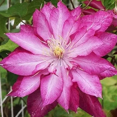 Клематис Каен Клематис Каен