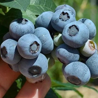 Голубика НЕЛЬСОН в Кобрине