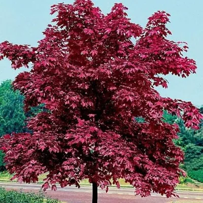 саженцы клена