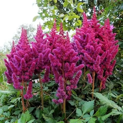 Астильба ВИЖНС китайская  Астильба ВИЖНС китайская в Кобрине