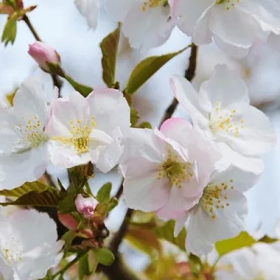 Вишня ОКАМЕ в Кобрине