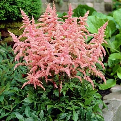 Астильба БРЕССИНГЕМ БЬЮТИ Арендса  Астильба БРЕССИНГЕМ БЬЮТИ Арендса в Кобрине