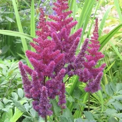 Астильба КАРАОКЕ ПАРТИ китайская  Астильба КАРАОКЕ ПАРТИ китайская в Кобрине