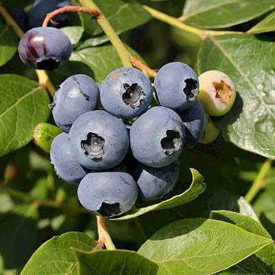 Голубика ШАНТЕКЛЕР в Кобрине