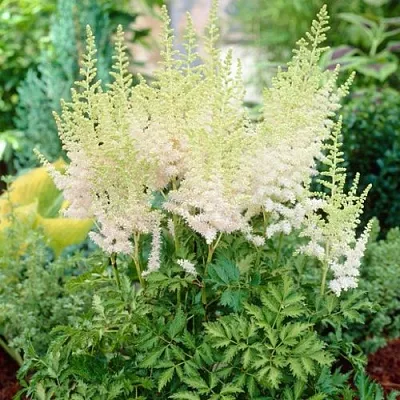 Астильба МИЛК ЭНД ХАНИ китайская  Астильба МИЛК ЭНД ХАНИ китайская в Кобрине