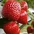 Клубника АРГЕНТЕРА в Кобрине