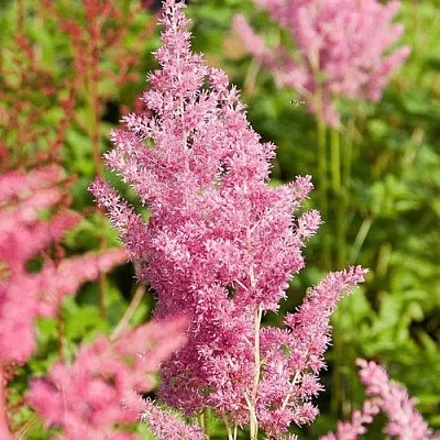 Астильба РЕЙНЛЕНД японская  Астильба РЕЙНЛЕНД японская в Кобрине