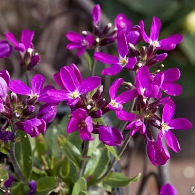 Арабис РОУЗ делайт  Арабис РОУЗ делайт в Кобрине