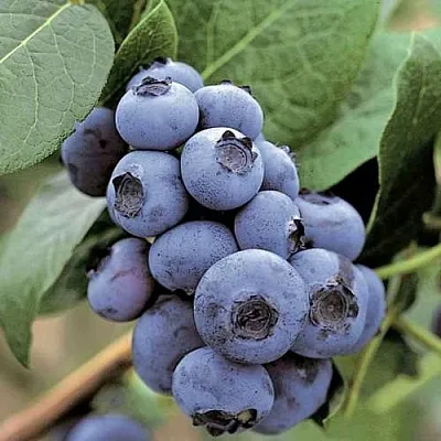 Голубика ПАТРИОТ в Кобрине