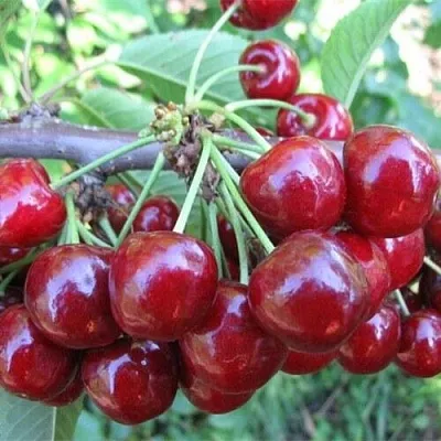 Вишня ДЕСЕРТНАЯ МОРОЗОВОЙ в Кобрине