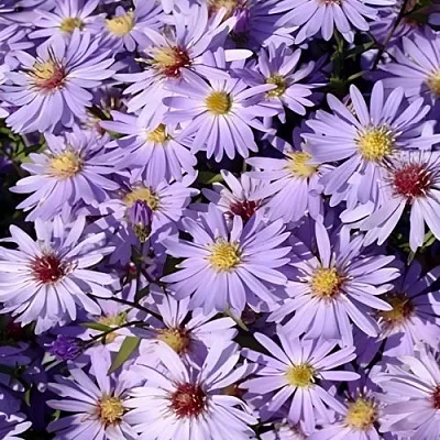 Астра БЛЮ ХЕВЕН сердцелистная  Астра БЛЮ ХЕВЕН сердцелистная в Кобрине