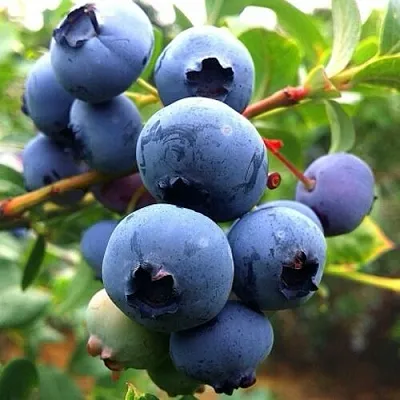 Голубика ДЮК в Кобрине