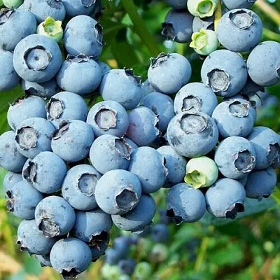 Голубика ПУРУ в Кобрине