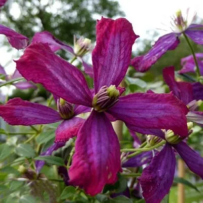 Клематис СВИТ САММЕР ЛАВ  Клематис СВИТ САММЕР ЛАВ в Кобрине