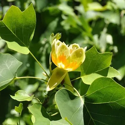 ЛИРИОДЕНДРОН тюльпанный в Кобрине