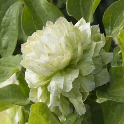 Клематис КОХАНА  Клематис КОХАНА в Кобрине