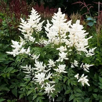 Астильба ДОЙЧЛАНД японская  Астильба ДОЙЧЛАНД японская в Кобрине