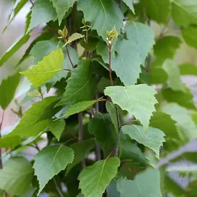 Береза ФАСТИГИАТА повислая  в Кобрине