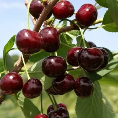 Вишня ГРИОТ БЕЛОРУССКИЙ в Кобрине