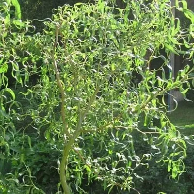 Ива МАТСУДАНА в Кобрине