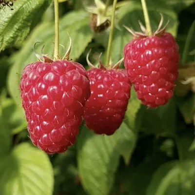 Малина МАПЕМА  Малина МАПЕМА в Кобрине