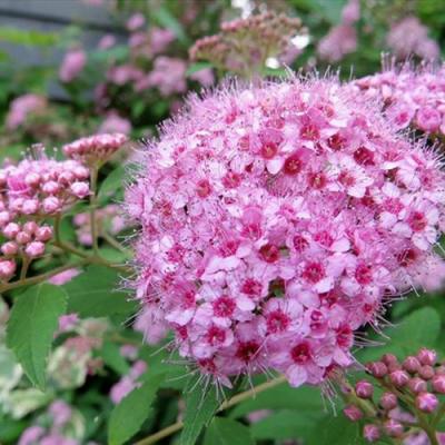 Розовая в Кобрине