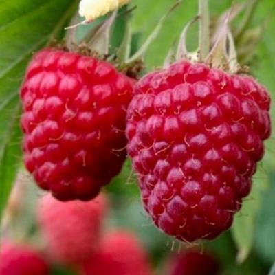 Средняя в Кобрине