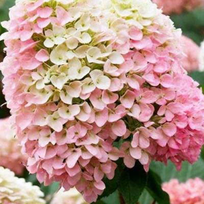 Низкорослые (карликовые) в Кобрине