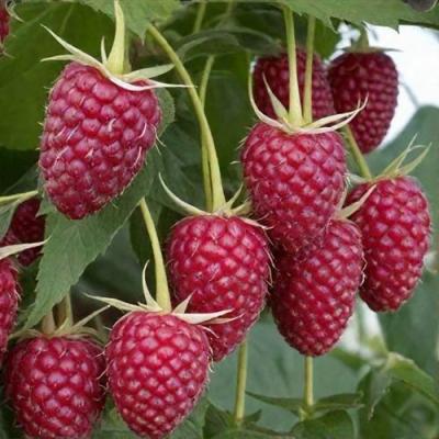 Высокая в Кобрине