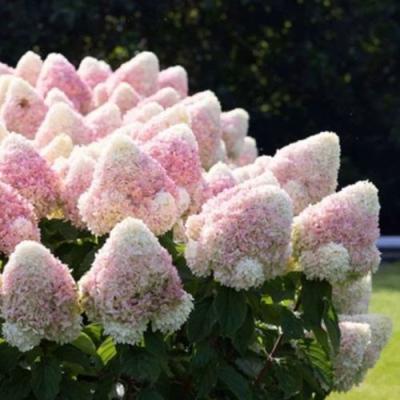 Бело-розовая в Кобрине