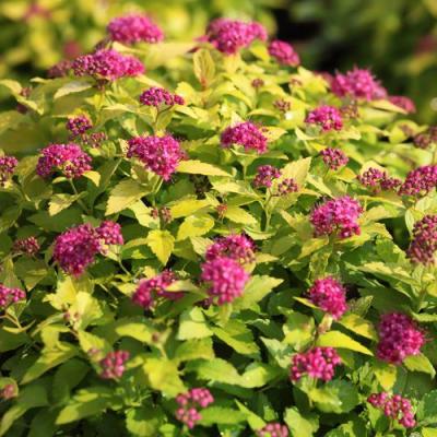 Японская в Кобрине