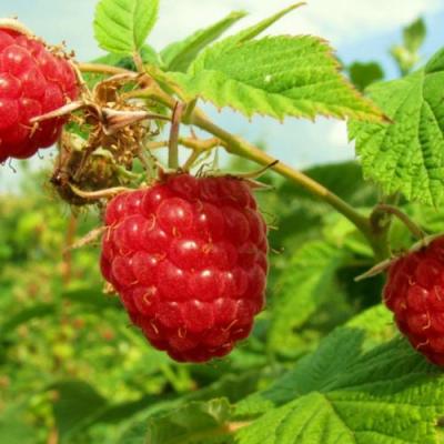 Бесшипная в Кобрине