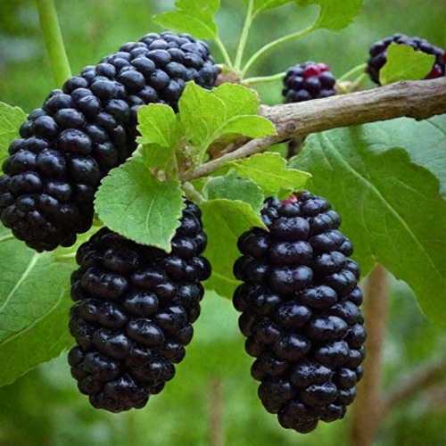 Шелковица плакучая в Кобрине