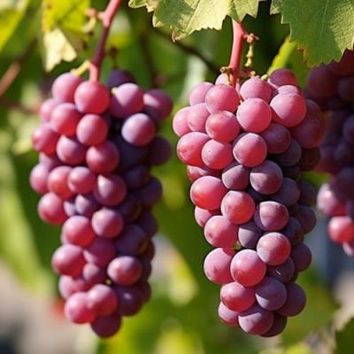 Фиолетовый в Кобрине