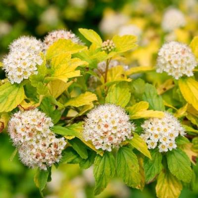 Желтый в Кобрине