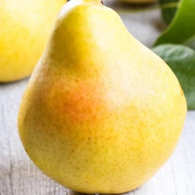 Желтая в Кобрине