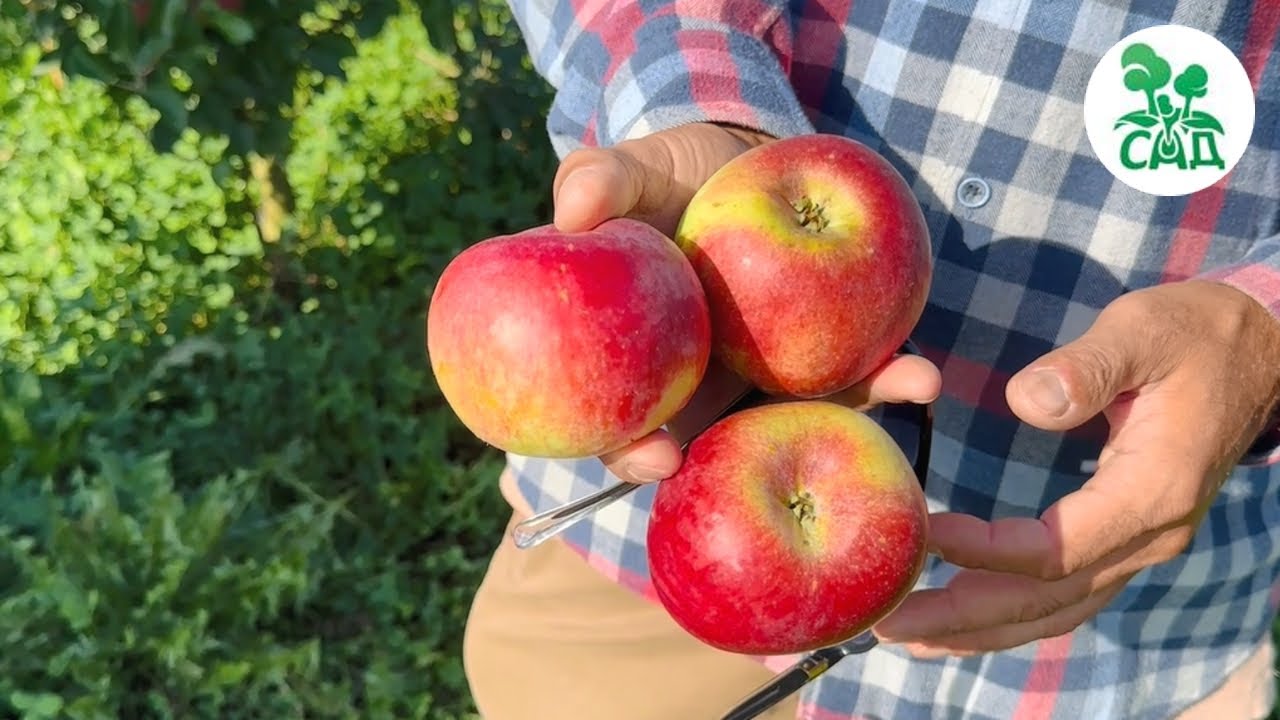 Превью видео