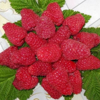 Сладкая в Кобрине