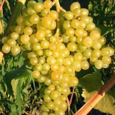 Желтый в Кобрине