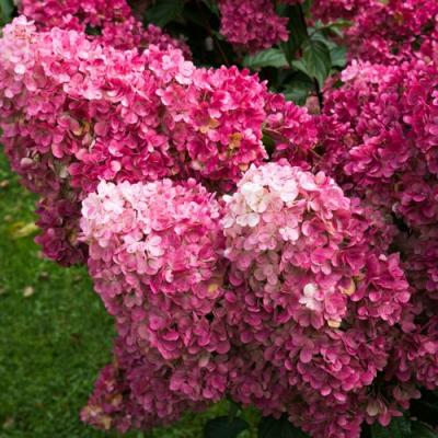 Фрайз в Кобрине