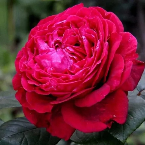 Роза 4 ВЕТРОВ флорибунда  в Кобрине